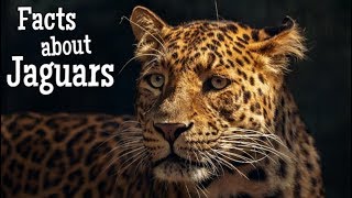 Jaguar Facts for Kids [upl. by Conn922]