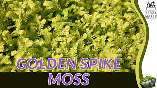 GOLDEN SPIKE MOSS Care Guide and Tips 🌿✨ Selaginella kraussiana Aurea [upl. by Enoed]