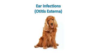 Ear infections Otitis  in dogs Causes Clinical signs symptoms Diagnosis Treatment Prognosis [upl. by Diena]