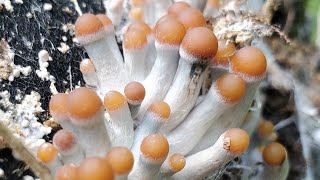 Ps Cyanescens Fall Fruiting Woodlovers [upl. by Day]