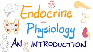 Endocrine Physiology  Introduction  Endocrinology Series [upl. by Naomi]