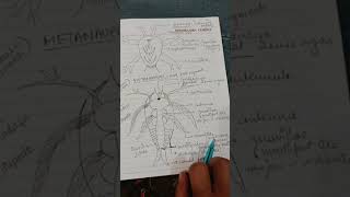 larval forms of crustaceans [upl. by Salli]