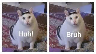 Huh vs Bruh Cat which is Good [upl. by Nored]