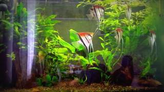 Pterophyllum scalare ´Manacapuru´ feeding [upl. by Enirhtak]