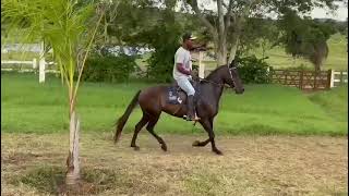 Mangalarga Marchador  Serenata do Itapoan [upl. by Colyer912]