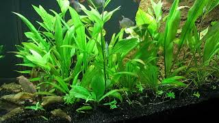 75Gallon LowTech Aquascape Update 10723 [upl. by Anirbaz]