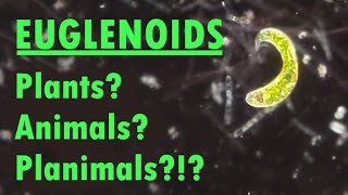 Euglenoids  Plants Animals Planimals [upl. by Eilerua602]