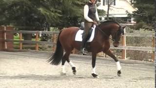 Andalusian Dressage Partners Barcelona KR [upl. by Fauman]