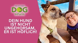 Was du machen musst wenn der Hund ungehorsam ist und deinen Befehl nicht ausführt [upl. by Eibo249]