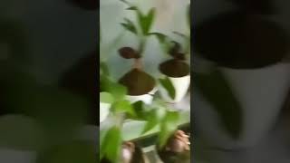 Keunikan Bonsai Kelapa fypシ゚viral viralvideo bonsaikelapa [upl. by Phira]