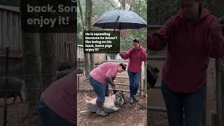 Kevin the pig gets a tusk trim in the rain 🐷 See comments for FAQs about pig tusks minipig [upl. by Ardnnek347]