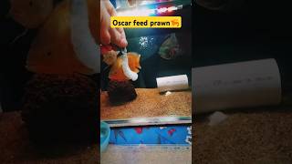 Oscar fish feeding prawns shortsviral shortsfeed shorts [upl. by Adneral319]