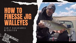 How To Finesse Jig Walleyes  Early Sakakawea Migration [upl. by Anaek148]