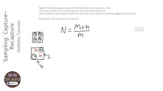 Sampling CaptureRecapture Grade 7  OnMaths GCSE Maths Revision [upl. by Ahsek]