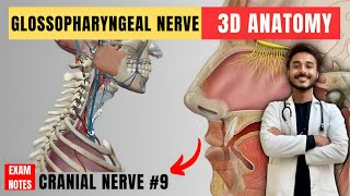 glossopharyngeal nerve anatomy  9th facial nerve anatomy  cranial nerve anatomy  maxillary nerve [upl. by Beatriz]