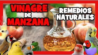 VINAGRE de MANZANA para CANARIOS y PAJAROS EXOTICOS 🐤 REMEDIOS NATURALES para DESPARASITAR CANARIOS [upl. by Dowzall]