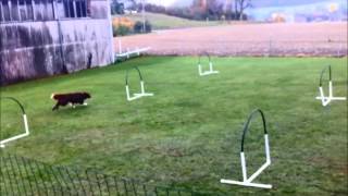 Hoopers  Nadac  HoopersAgility  Hundeschule gooddog Freudwil bei Uster [upl. by Romaine]