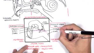 Anatomy  Ear Overview [upl. by Luckin]