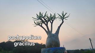 어머니와 그락실리우스 분갈이와 수다하기pachypodium gracilius [upl. by Nalak]