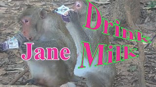 OMG  Monkey Jane Drink Milk [upl. by Dlaregztif874]