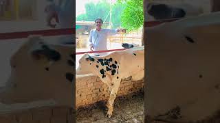 dairy lovers ❤️💕 youtube cow dairy dairyindustry dairyfarming love farming dairycows [upl. by Porche]