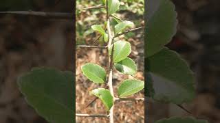 🌹⁴☆ Malpighiales •³⁷ Salicaceae  ¹ Great Hedge of India ▪︎ Flacourtia indica Governors Plum [upl. by Nofets]