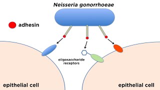 Bacterial Pathogenesis How Bacteria Cause Damage [upl. by Essirahc406]