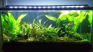 75 gallon freshwater  Tank cleaning [upl. by Lehcir]