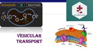 Vesicular transport  Endocytosis  Exocytosis  Phagocytosis  Pinocytosis  B Pharm Medical [upl. by Dempsey]