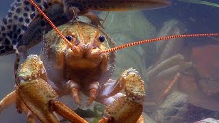 Широкопалый речной рак European crayfish [upl. by Gathard123]