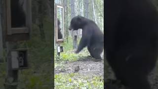 Bears Reaction To His Mirror Reflection Is PRICELESS 🐻🐻🐻shortvideo bears [upl. by Aidaas]