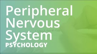 Peripheral Nervous System  Psychology PSYC101 [upl. by Rendrag]