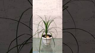 Ponytail Palm  Beaucarnea Recurvata Elephant Foot Palm Nolina Palm  ponytailpalm plants [upl. by Nicoline]