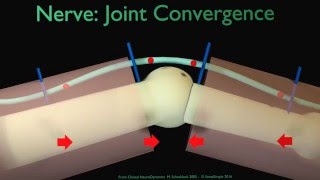 Nerve Joint Convergence [upl. by Patrizius]