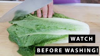 How to Cut Romaine Lettuce  For Beginners [upl. by Kline]