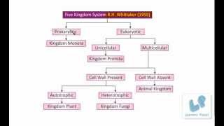 Classification of Living OrganismsFive Kingdom System protista monera fungi plant animals [upl. by Grefe]