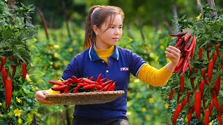 Harvesting Sweet Chili Go To Market Sell 2 Year Building Farm  Anh Free Bushcraft [upl. by Boothman]