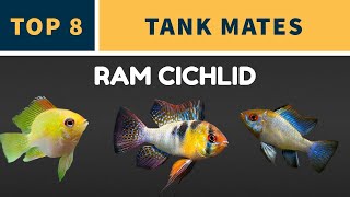 TOP 8 RAM CICHLID TANK MATES [upl. by Asiil943]