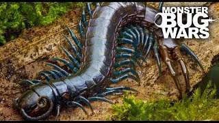 Best Centipede Showdowns  MONSTER BUG WARS [upl. by Fellner953]