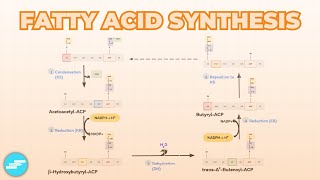 Fatty Acid Synthesis  Metabolism [upl. by Kee145]