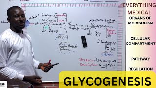 Metabolism  Glycogenesis [upl. by Annia]