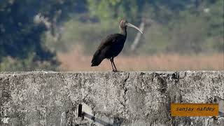 Bird vocalizations series no 9 calls amp resposes of partner of Red Naped Ibis from archive [upl. by Dilahk]