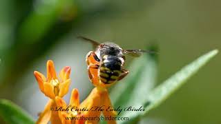 EUROPEAN WOOLCARDER BEE Anthidium manicatum  foraging [upl. by Waiter]