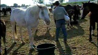 Chapter 4  ProRodeo Livestock Video  Born to Buck [upl. by Enneire146]