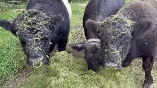 Hustler 3400 HiLift BacVac for oak leaves clean up also grass snack  Belted Galloway Homestead [upl. by Notsgnik]