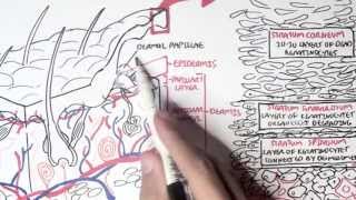 Dermatology  Overview [upl. by Ahcilef]