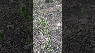 Serpente  Philodryas olfersii Solta no habitat natural conhecida como cobraverde Herpetologia [upl. by Cleres]