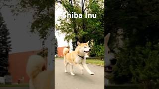 Shiba Inu Un Cane Straordinario [upl. by Enyamart631]