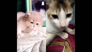 Ceut kitten shorts shortvideo youtubeshorts youtube cat kitten cute catbaby [upl. by Paff652]