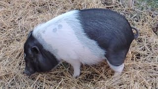 Living with a Pot Bellied Pig [upl. by Llyrpa]